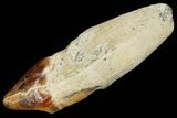 Rooted Fossil Sea Lion (Allodesmus) Tooth - Bakersfield, CA #175176-1